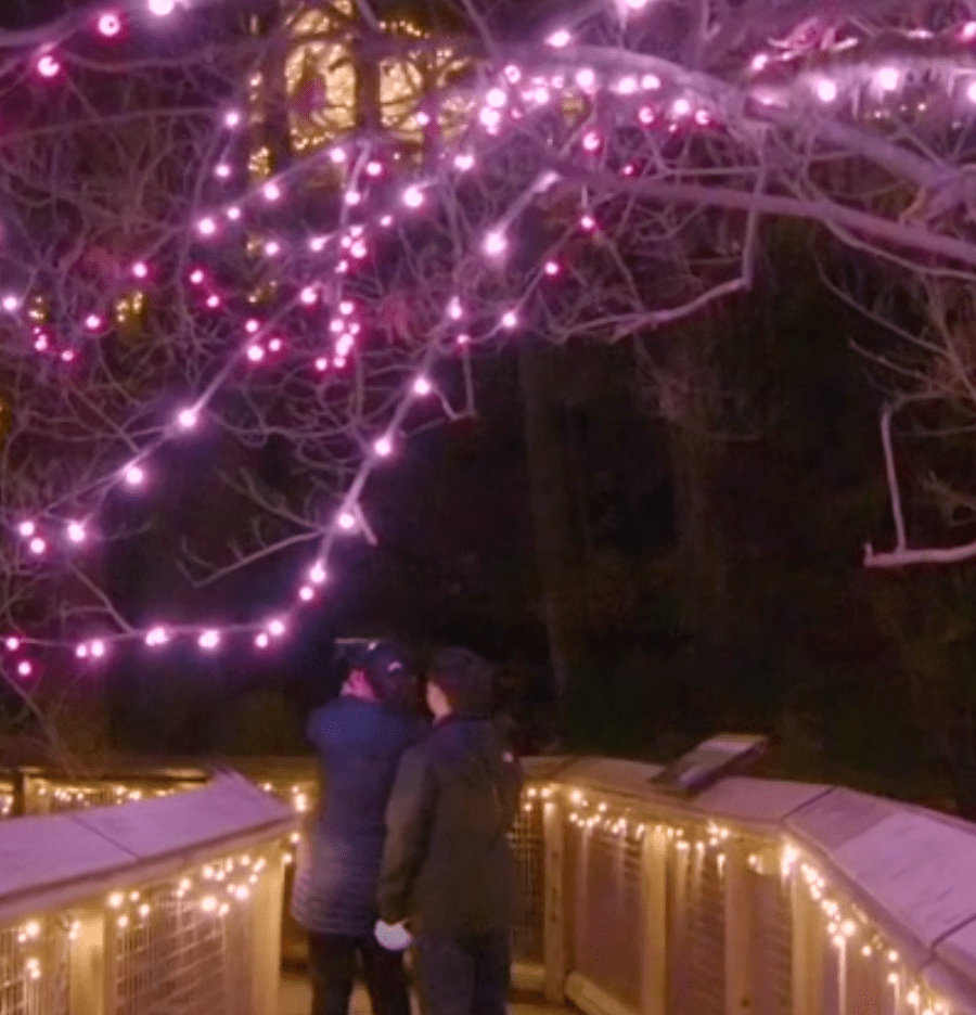 love-lights-capilano-suspension-bridge